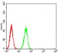 LGR5 Antibody